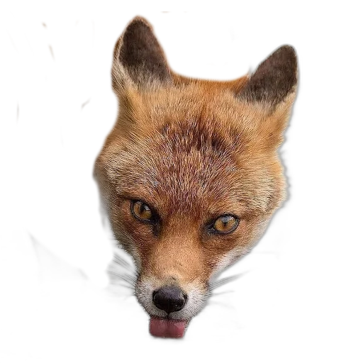 Sticker FopsButNoBackground - 1