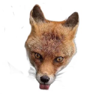 Sticker FopsButNoBackground - 0