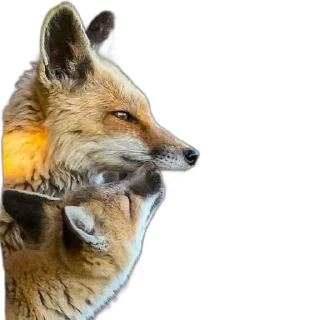 Sticker FopsButNoBackground - 1