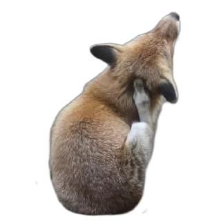 Sticker FopsButNoBackground - 5