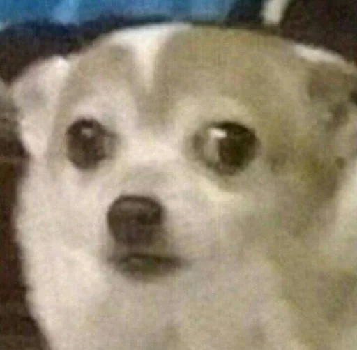 животное млекопитающее собака