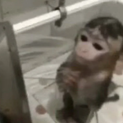 Стикер Чисто два стикера для гомункула - 4