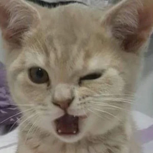 Стикер Чисто два стикера для гомункула - 1