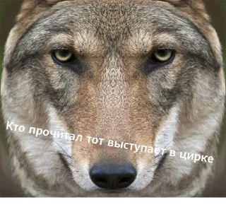 Стикер От модеров для @alisherhateu - 6