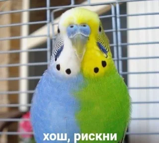 Sticker Очень серьёзно - 2