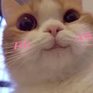 Sticker For the BeloVeD<3 - 4