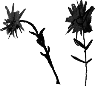 black and white plant still life photography