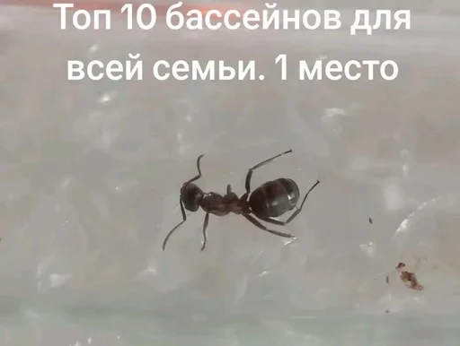 Чертята от @BlackKowka - 