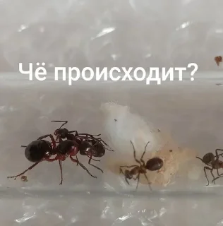 Sticker Чертята от @BlackKowka - 5