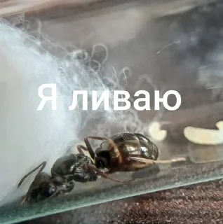 Sticker Чертята от @BlackKowka - 2