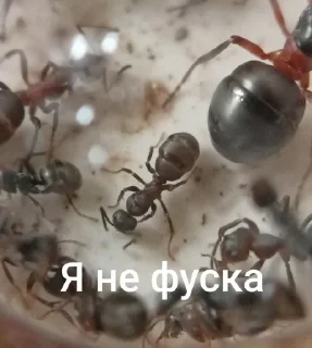 Sticker Чертята от @BlackKowka - 4