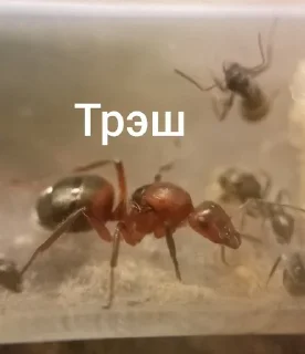 Sticker Чертята от @BlackKowka - 3