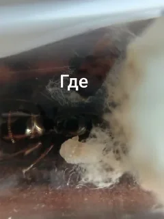 Sticker Чертята от @BlackKowka - 0