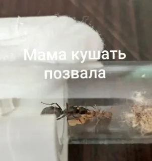 Sticker Чертята от @BlackKowka - 7