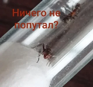 Sticker Чертята от @BlackKowka - 9