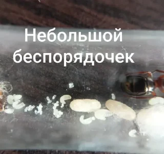 Sticker Чертята от @BlackKowka - 6