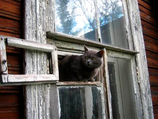 window animal small to medium-sized cats
