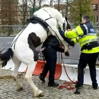 Sticker @Zolotova_Alisa - 1