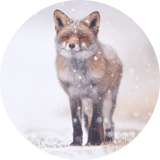 Sticker Foxes - 10