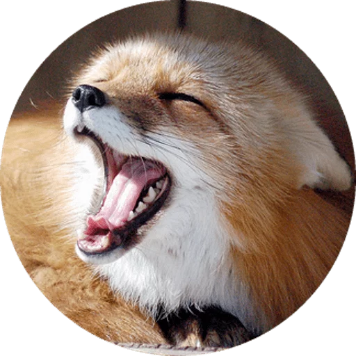 Sticker Foxes - 9