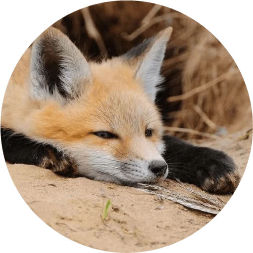 Sticker Foxes - 7