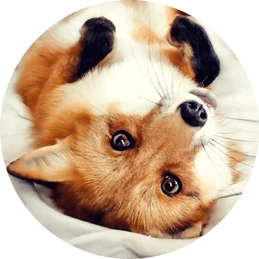 Sticker Foxes - 6