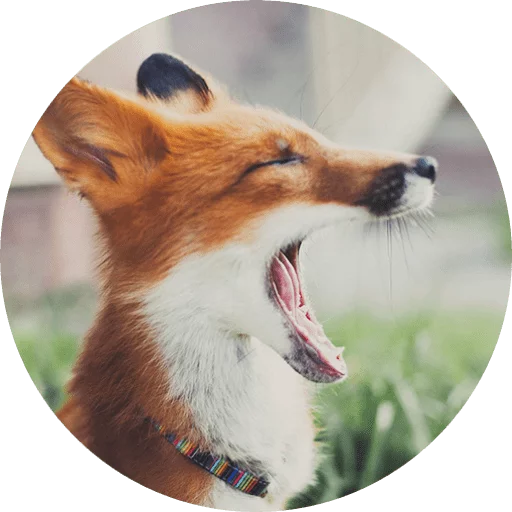 Sticker Foxes - 5