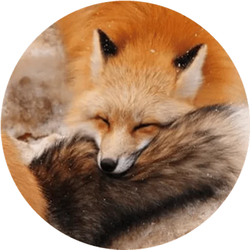 Sticker Foxes - 3