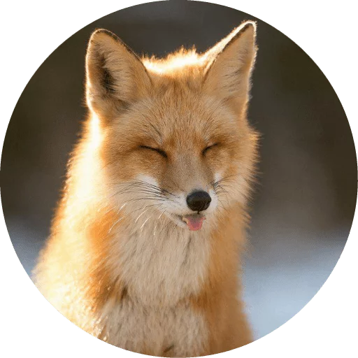 Sticker Foxes - 2
