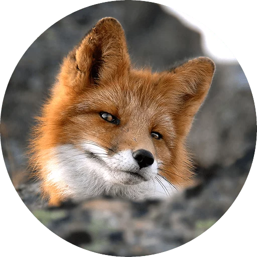 Sticker Foxes - 1