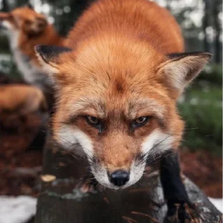 Sticker Лися - 10