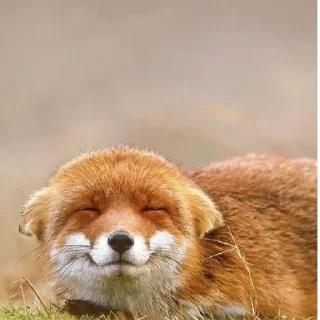 Sticker Лися - 5