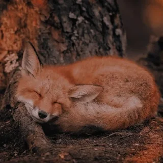 Sticker Лися - 8