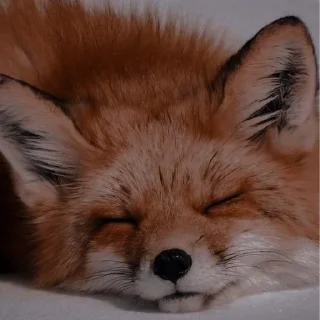 Sticker Лися - 9