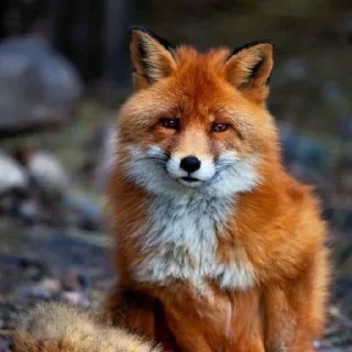 Sticker Лися - 11