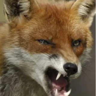 Sticker Лися - 2