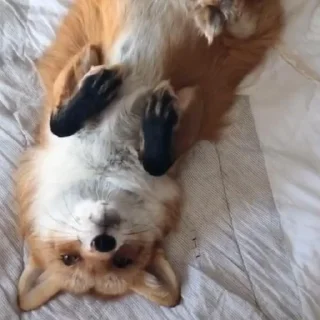 Sticker Лися - 3