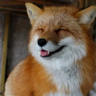 Sticker Лися - 4