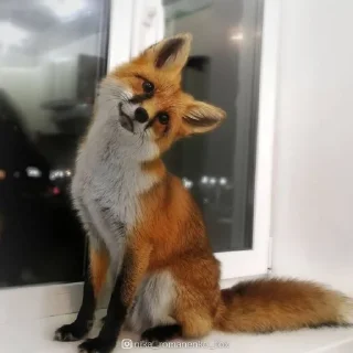 Sticker Лися - 7