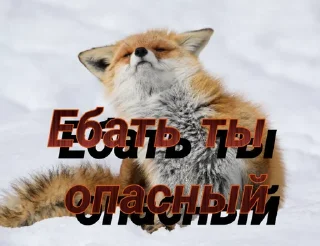 Стикер FOXIK_PACK - 4