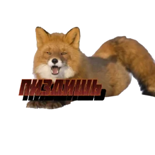 Стикер FOXIK_PACK - 5