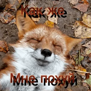 Стикер FOXIK_PACK - 7