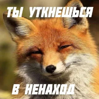 Стикер FOXIK_PACK - 8