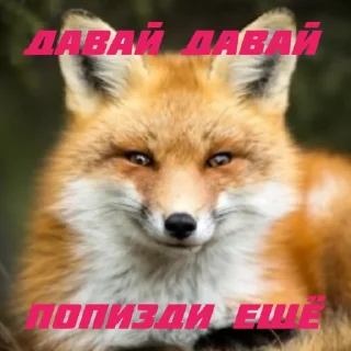 Стикер FOXIK_PACK - 9