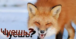 Стикер FOXIK_PACK - 10