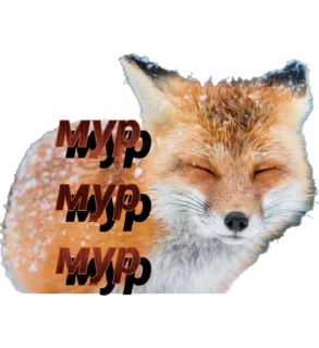 Стикер FOXIK_PACK - 1