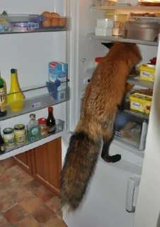 Стикер FOXIK_PACK - 6