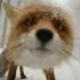 Стикер FoxxoPack - 2