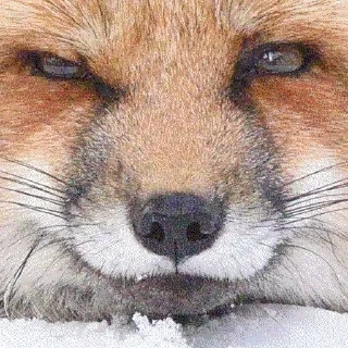 Стикер FoxxoPack - 10