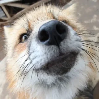 Стикер FoxxoPack - 11